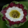 Primula Auricula Lisa Clara - Abriachan Nurseries